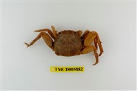 藏品(鱗形斜紋蟹)的圖片